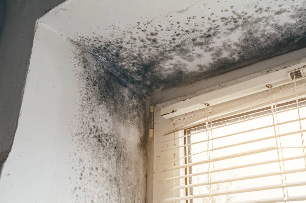 Affordable Crawl Space Mold Remediation solutions in Franklinton, NC